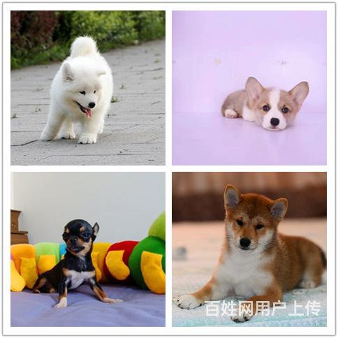 宜春狗市场养狗地点在哪的图片