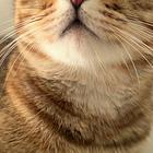 出售小猫
