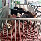 安庆正规杜宾犬舍地点联系方式