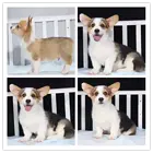 达州出售自家繁殖小短腿大屁股【柯基幼犬】包细小签合
