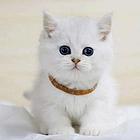 哪里有短毛猫卖的 纯种健康 短毛猫有什么习惯