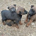 纯种马犬幼崽