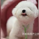 巴音郭楞上哪家店可以买到泰迪泰迪一般多少钱