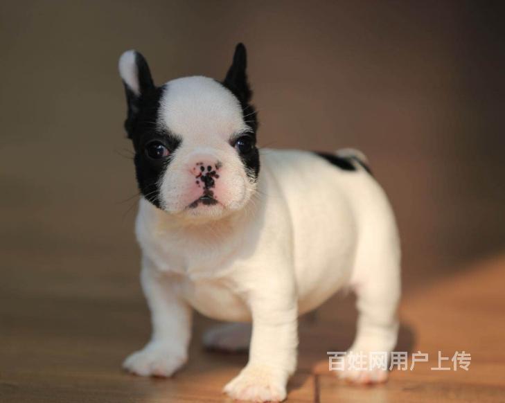 顶级高品质赛级直系一法国斗牛犬购买签协议保健康