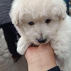 幼犬出售
