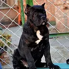 衡阳买一只卡斯罗大概要多少钱，卡斯罗犬舍地址