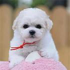 焦作【*推荐】比熊犬舍‖比熊养殖场