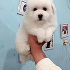 绥化哪里有比熊卖 比熊犬舍信息