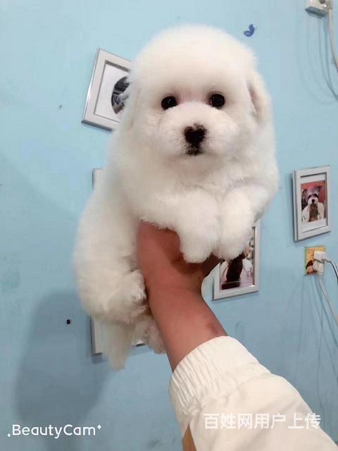 绥化买一只比熊需要多少钱，比熊犬舍地址的图片