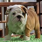 纯种英国法国斗牛犬 黑色花色奶油奶白色都有