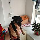 个人家养纯小鹿犬仔出售