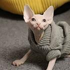 哪里有无毛猫卖的 无病无廯 双血统无毛猫多少钱