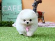 出售纯种博美幼犬 赛级博美贝利后代签协议保三个月