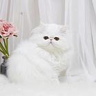 哪里有纯白棉花糖系列波斯猫卖的 波斯猫多少钱