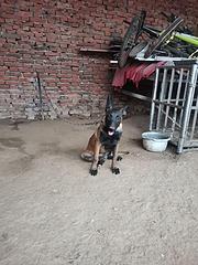 马犬