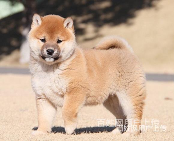 大庆哪里有卖柴犬柴犬哪家靠谱的图片