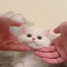 哪里有卖拿破仑的多少钱 矮脚猫长毛猫包纯种健康