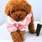 求购泰迪犬