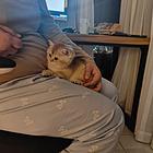 金渐层猫，幼猫