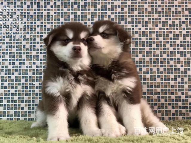 通辽拉布拉多养殖基地拉布拉多什么价位的图片