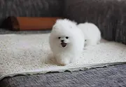 出售哈多利博美犬 高品质 纯血统 可爱 聪明 活泼