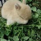 宠物兔茶杯兔儿童节日物