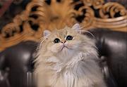 新乡出售纯种长毛金渐层猫 毛色正 保健康 疫苗全