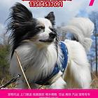 桐乡市 宠物托运（猫狗柴犬）邮寄快递2022（宠物活体运输)