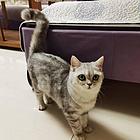 出售小银渐层猫