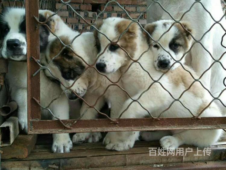 中亚牧羊犬价格 中亚牧羊犬图片哪里有出售中亚牧羊犬的