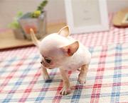 济源吉娃娃犬舍基地常年出售纯种吉娃娃双血吉娃娃幼犬