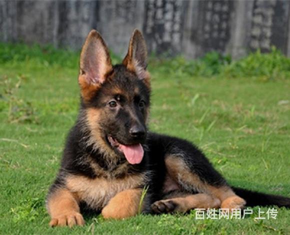 泰安【德牧犬舍】地址 德牧一般价位的图片