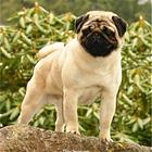 周口【*推荐】巴哥犬舍‖巴哥养殖场