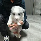 边牧