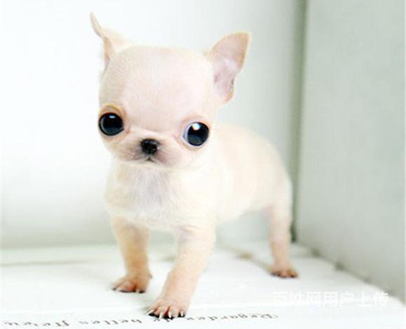 威海哪有繁殖吉娃娃幼犬的，吉娃娃幼犬多少钱一只的图片