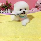 纯种博美犬幼犬 金牌店铺   寻找它的主人