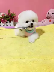出售纯种哈多利球体博美幼犬. 终身质保 签署协