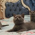 大理附近哪里有蓝猫卖◆猫场常年卖纯种蓝猫