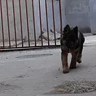 冠军直子双血统德国牧羊犬一窝 证书可查 可上门挑选