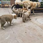 中亚牧羊犬