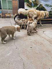 中亚牧羊犬