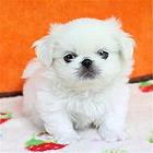 威海【十年老店】常年繁殖优质血统京巴幼犬