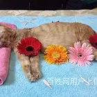 六安大型狗狗死亡遗体处理,六安宠物火化电话,
