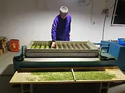 每一杯茶源自亲手制作 安吉白茶 小戴白茶