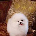赛级哈多利血统博美犬 证书芯片齐全