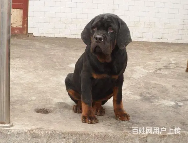 北京那里有罗威纳犬 北京罗威纳狗场 纯种罗威纳犬的图片
