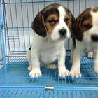 海口本地出售纯种健康的比格犬 海口比格多少钱