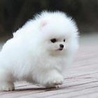 长沙知名犬舍有博美出售 狗美价廉 包健康