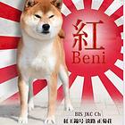 文山柴犬出售《优莱犬舍》