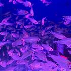 昆明鱼缸维修 维修鱼缸 鱼缸造景